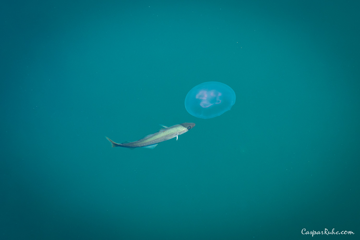 Moon Jellyfish